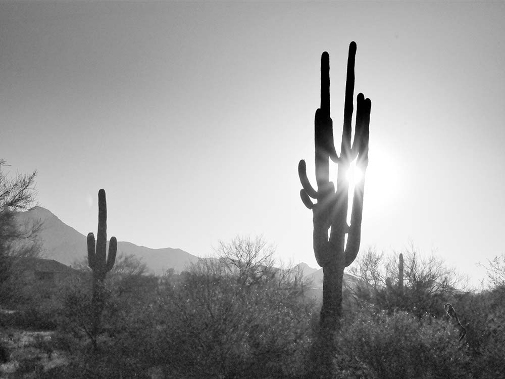 Saguaros