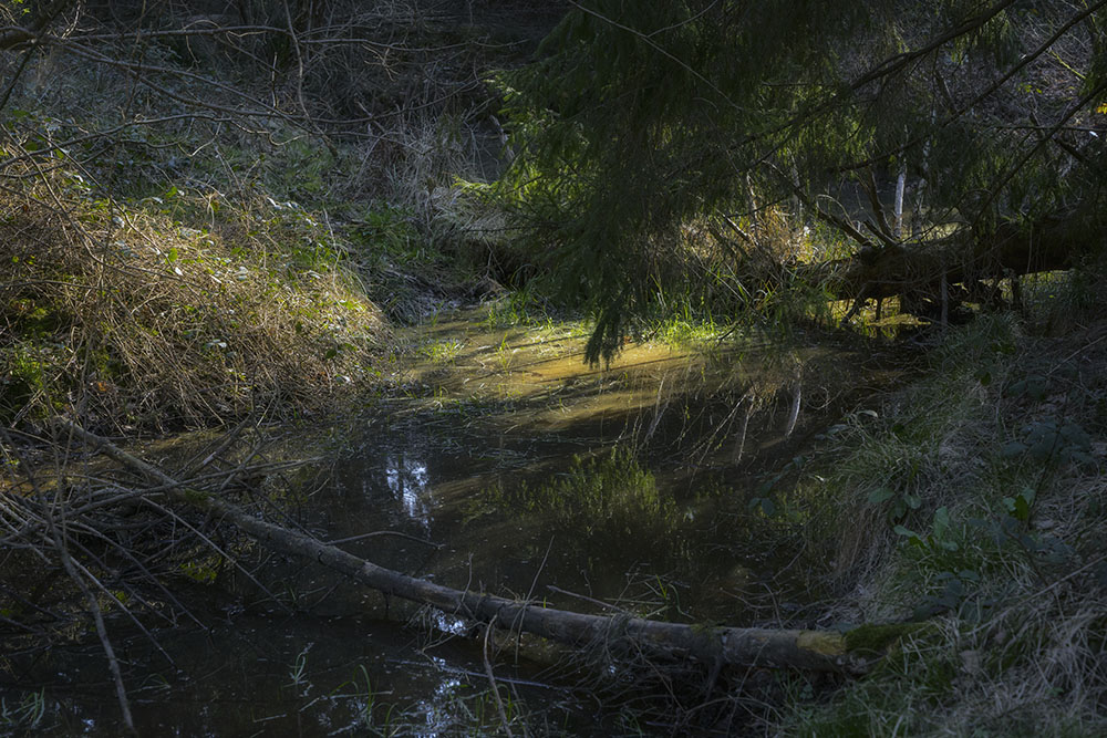 Aprilwald Villiprott 307 , 2019