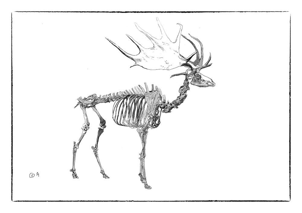 Archaisches Hirschskelett (digitale Zeichnung), 2018