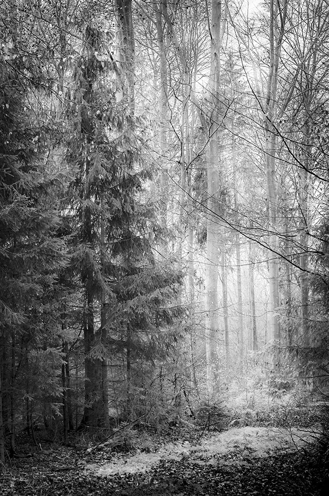 Fichten im Schnee, 2019