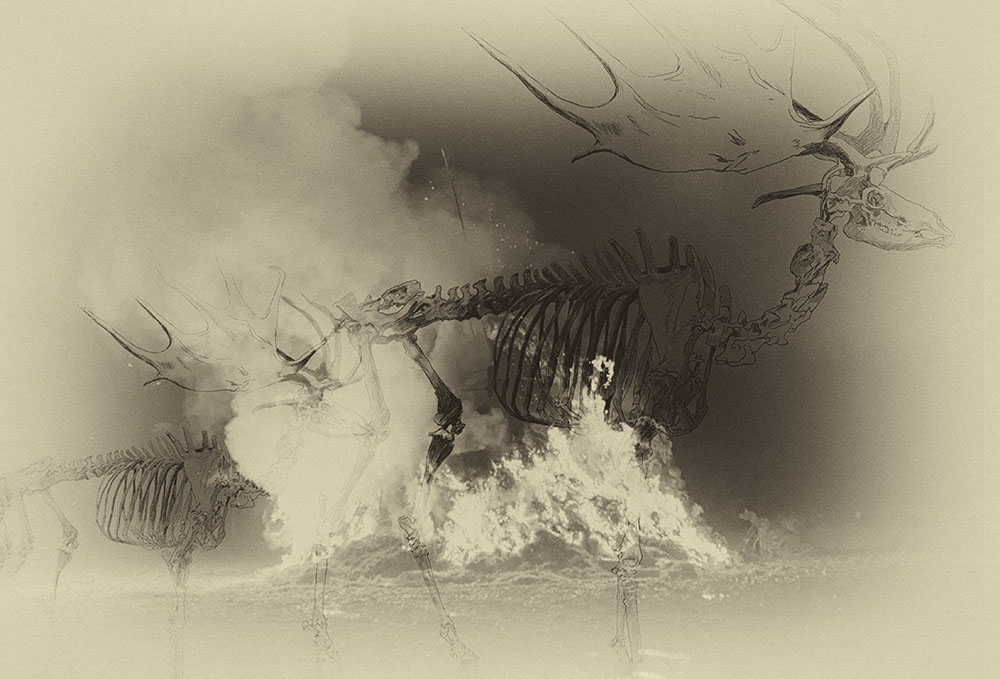 Hirsche im Feuer (Foto und digitale Zeichnung), 2019