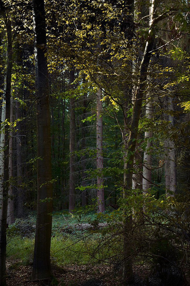 Kottenforst 074, 2018