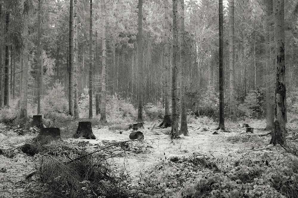 Kottenforst im Schnee, 2019