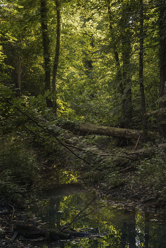 MÃ¼hlengraben farbig, 2018