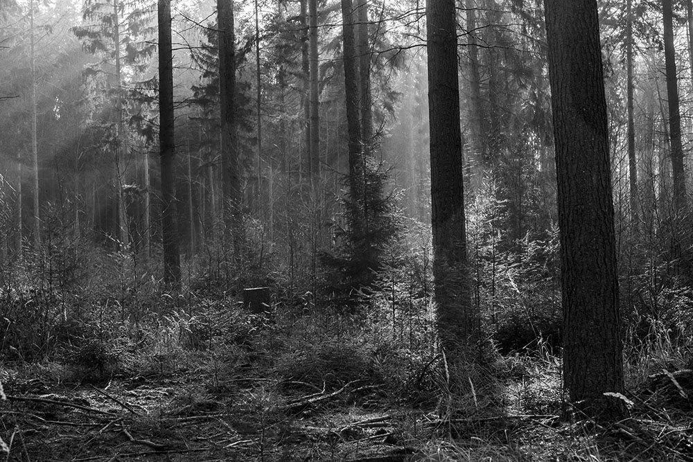 Wald im Gegenlicht, 2019