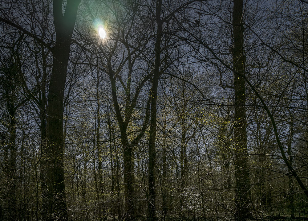 Wald im MÃ¤rz  336, 2019