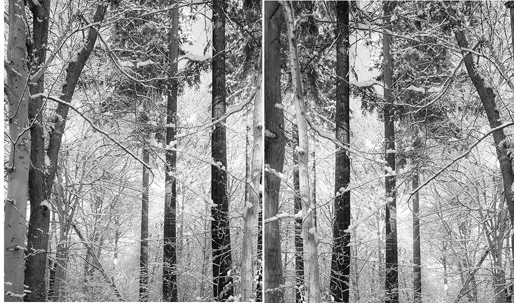 WaldstÃ¼cke (Diptychon), 2019