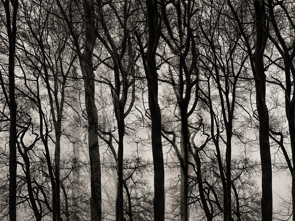 WaldstÃ¼cke 2, 2018