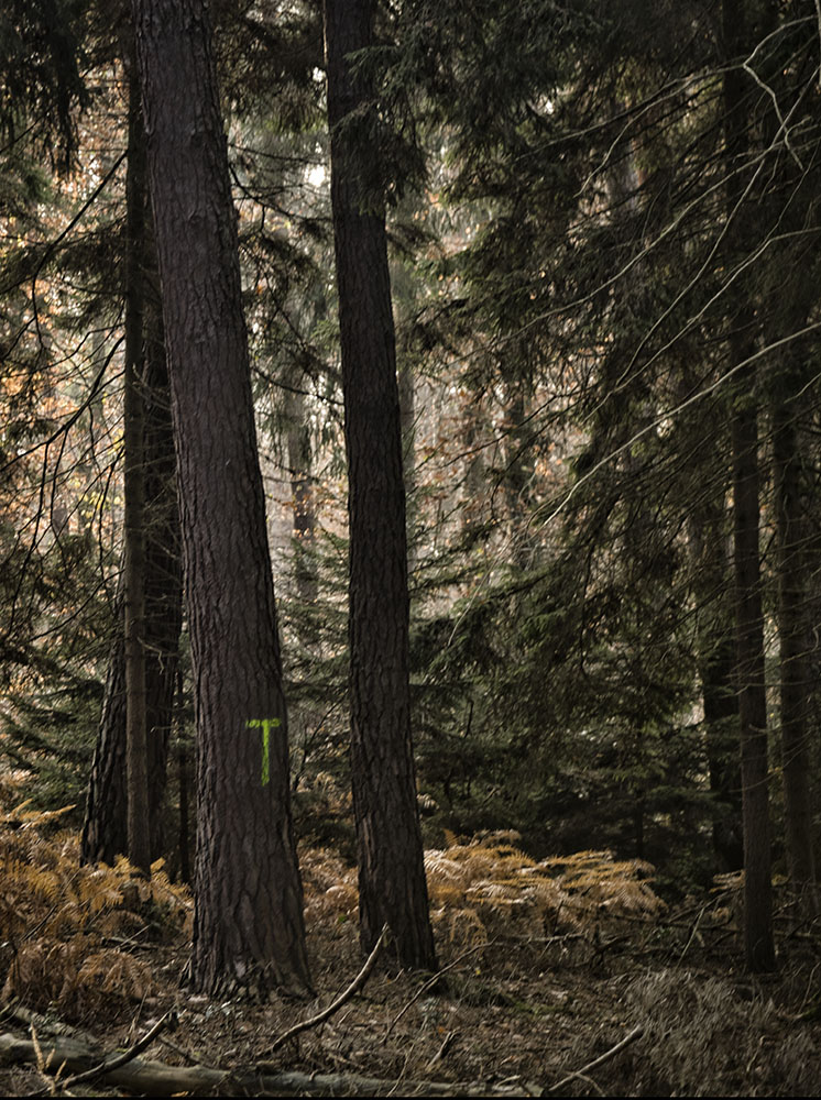 Zeichen im Wald 049, 2019