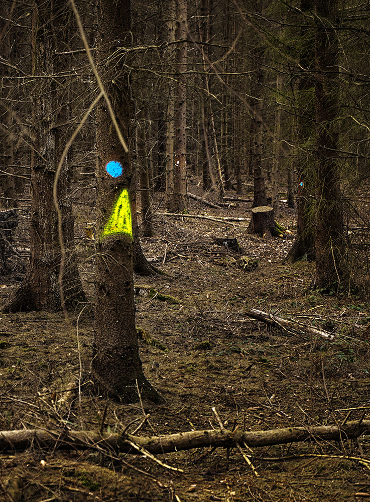 Zeichen im Wald 121, 2019