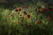 Klatschmohn