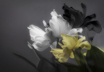 Tulpe