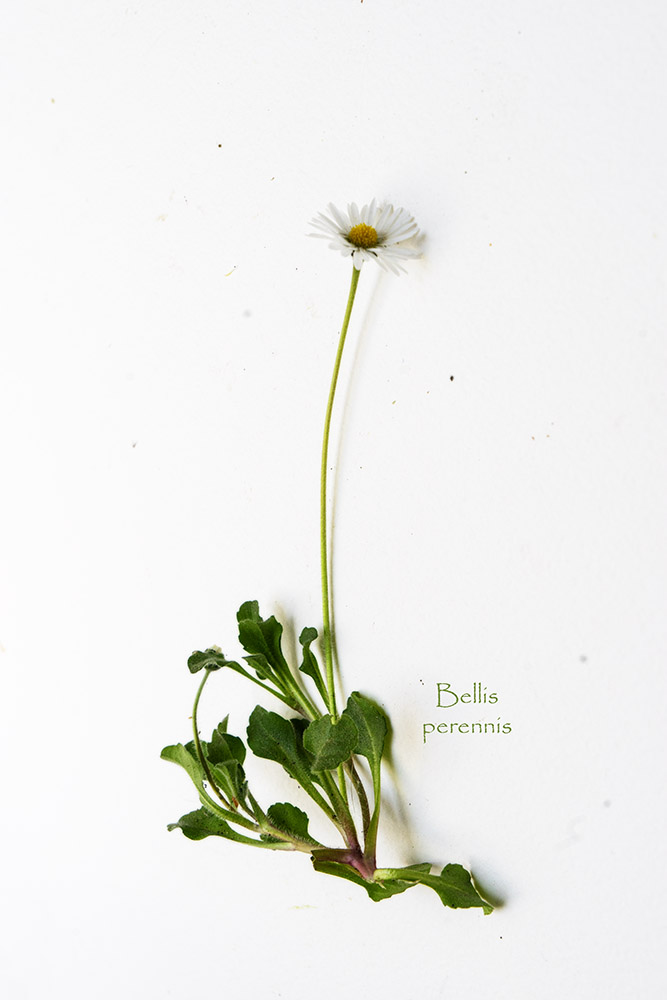 Bellis perennis