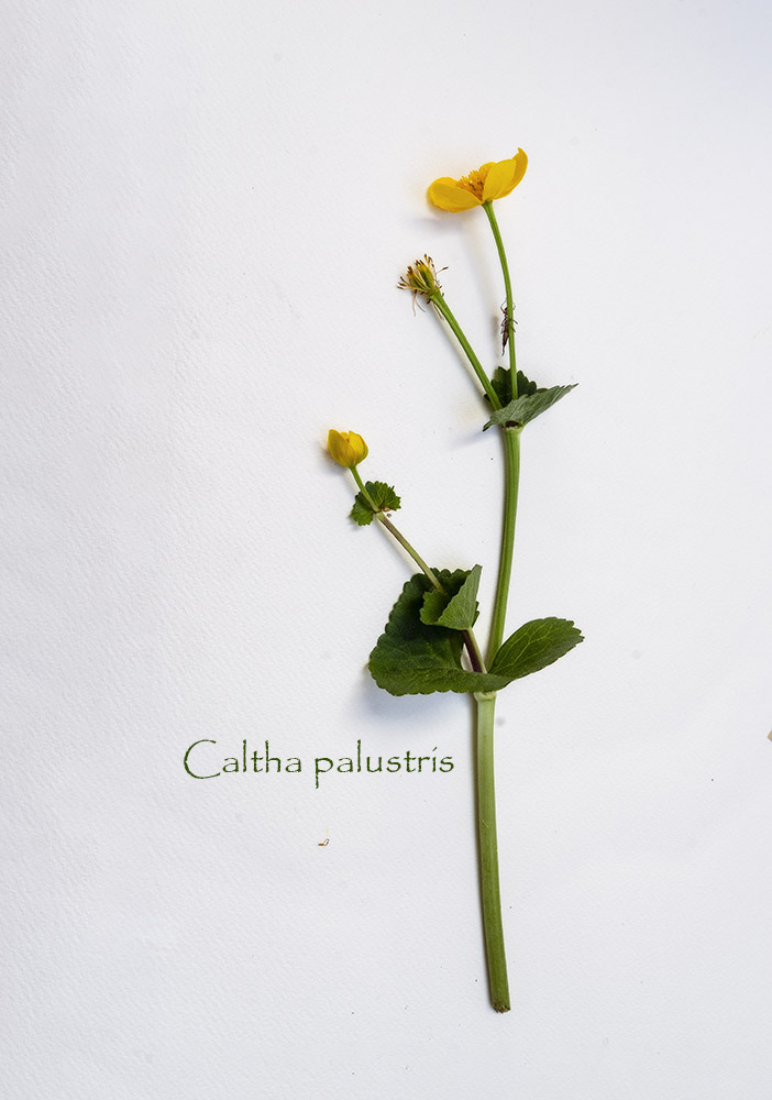 Caltha palustris