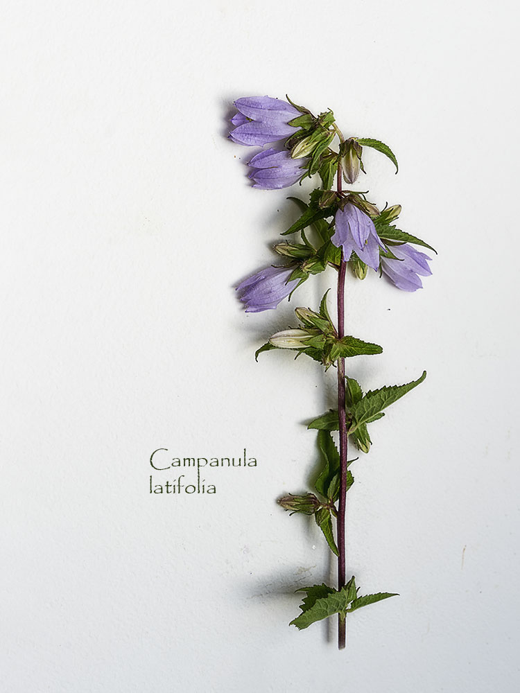 Campanula latifolia