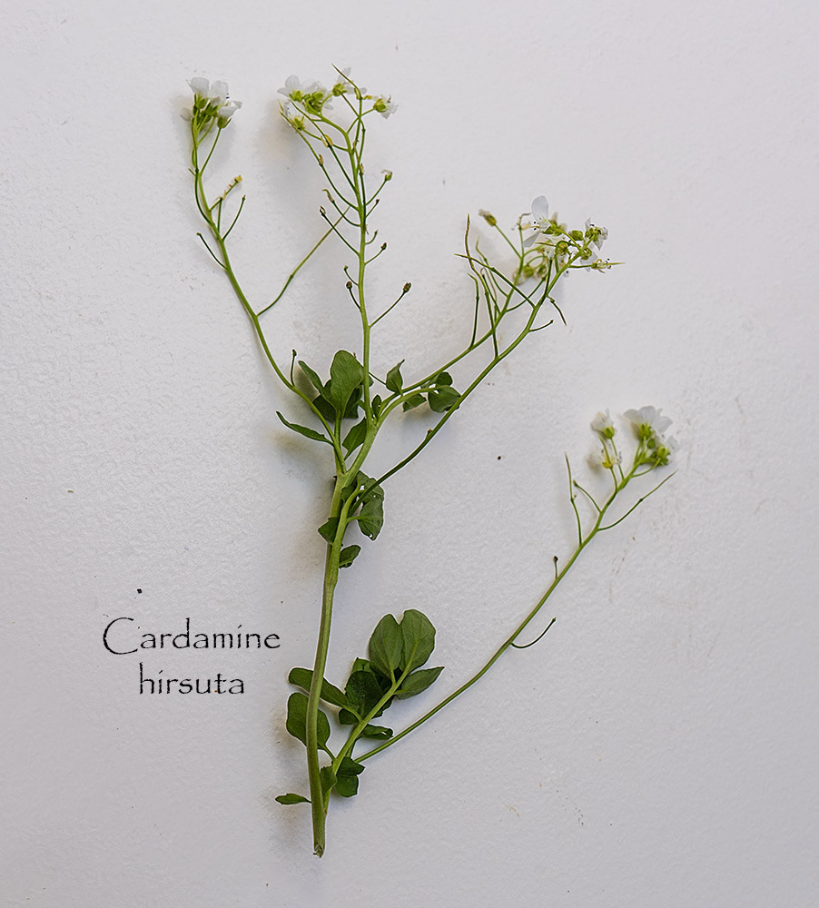 Cardamine hirsuta