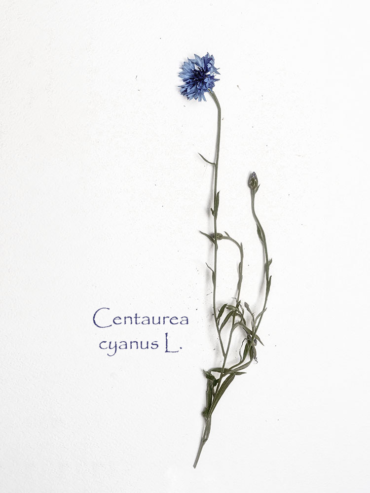 Cyanua segetum