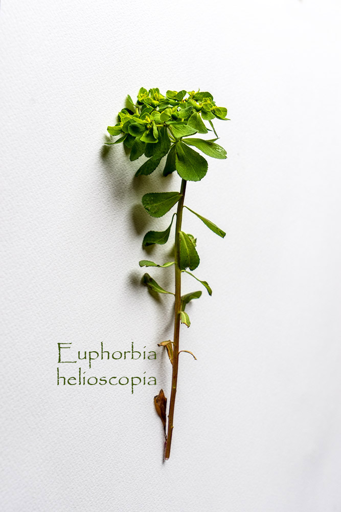Euphorbia helioscopia