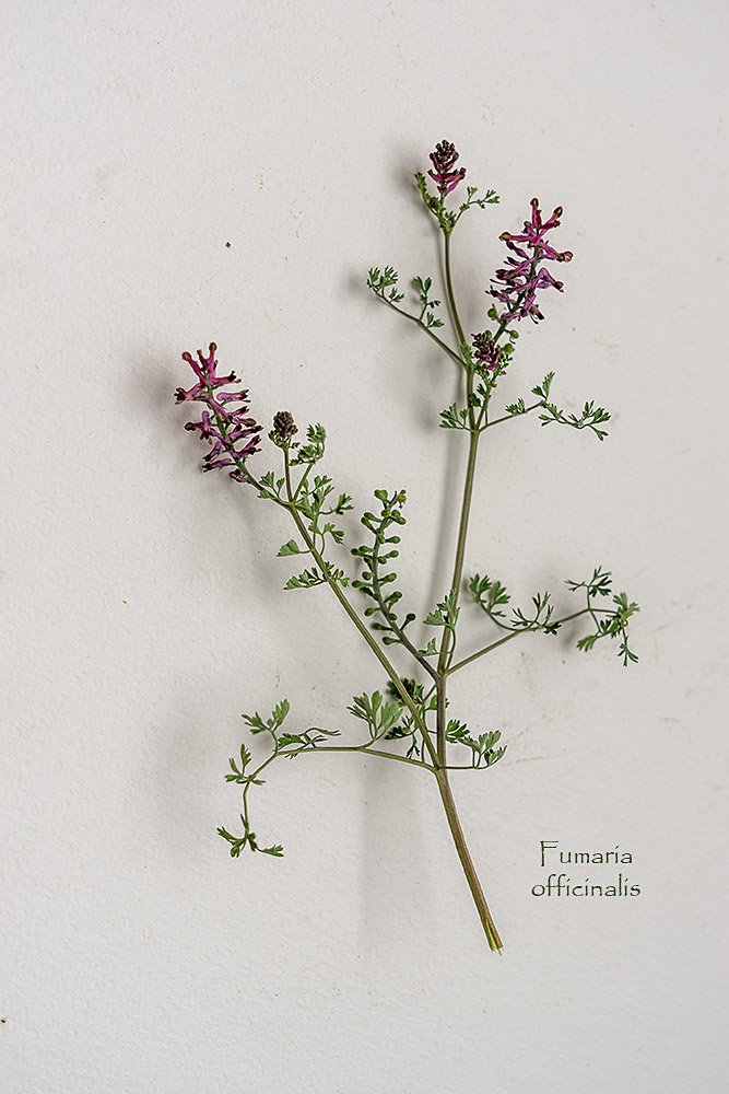 Fumaria officinalis