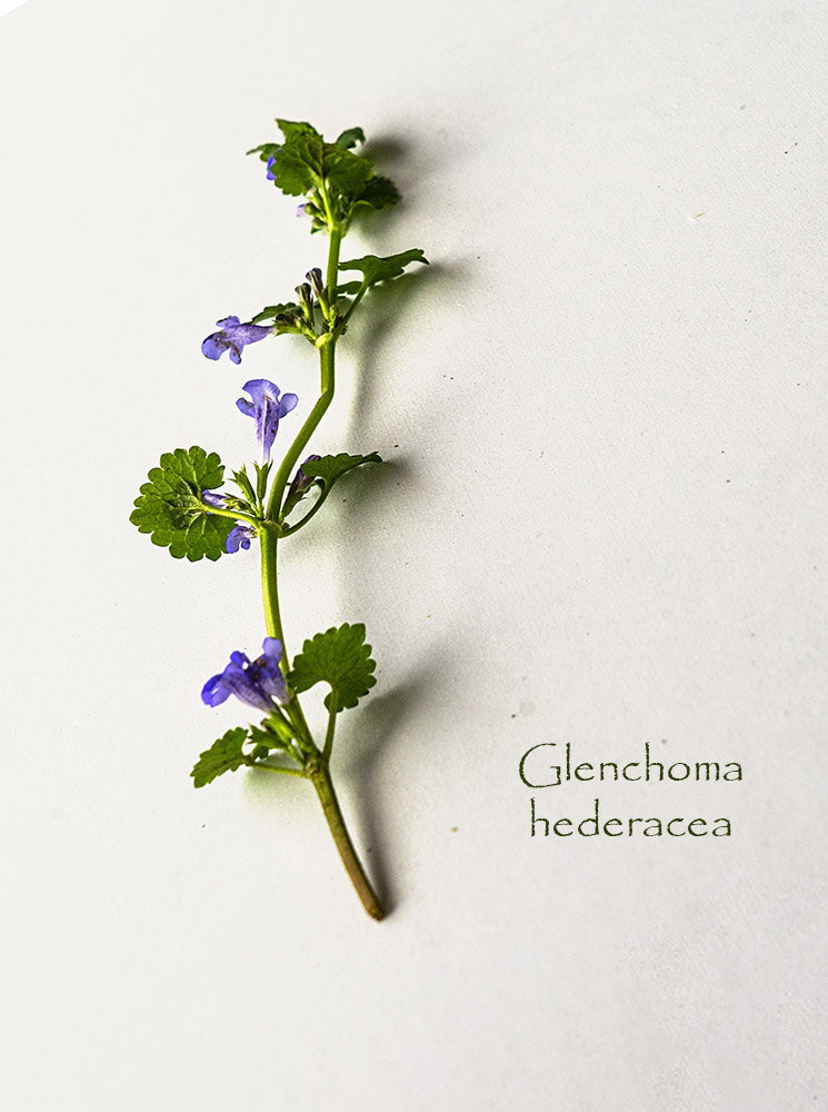 Glechoma hederacea