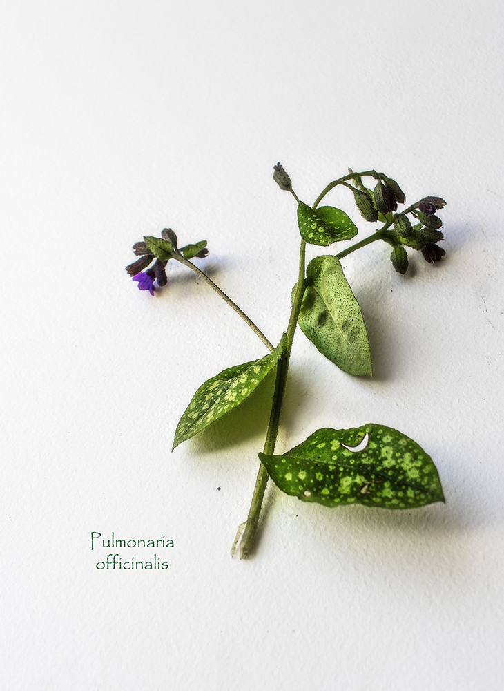 Pulmonaria officinalis