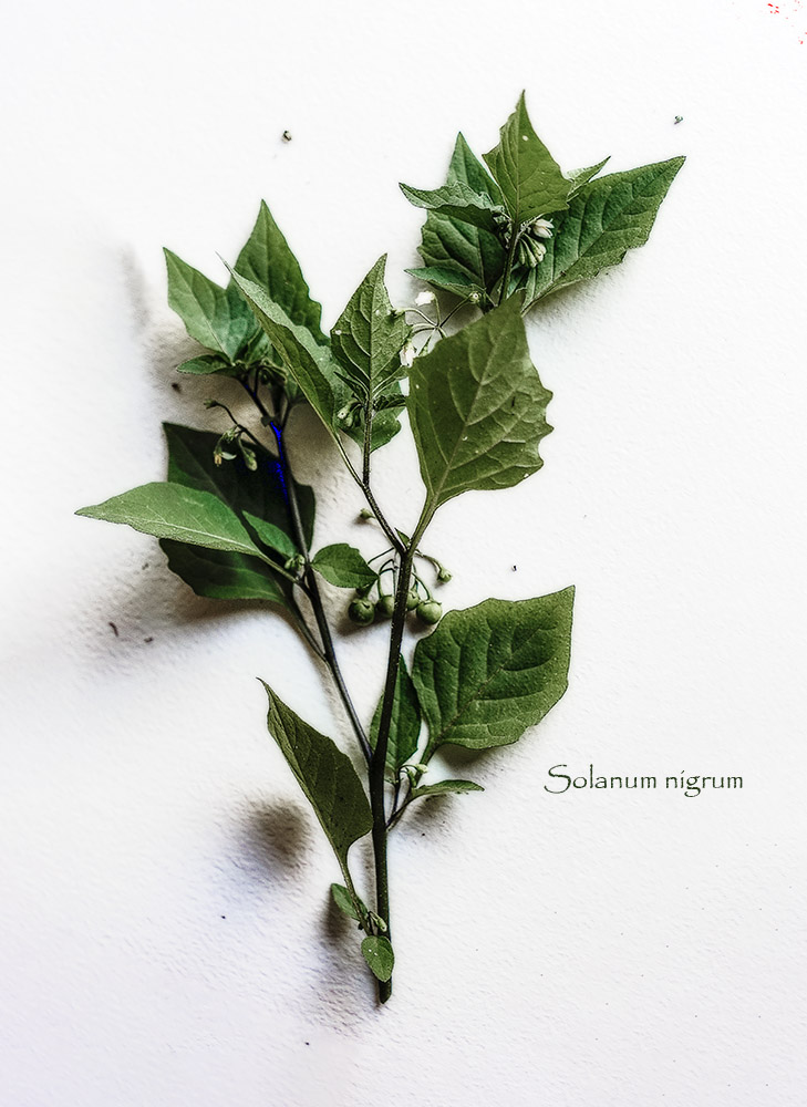 Solanum nigrum