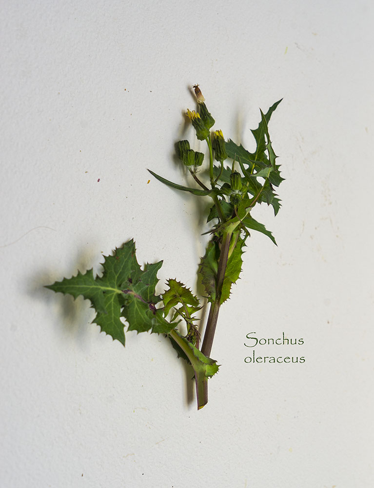 Sonchus oleraceus