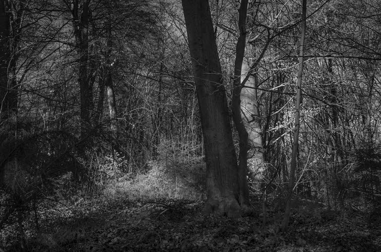 Marienforst 204 infrarota