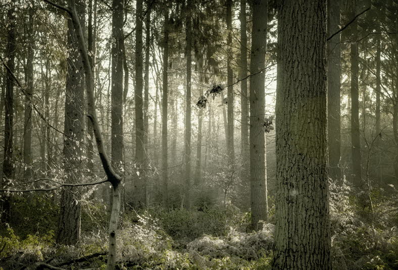 Winterwald Wachtberg 636-HDR-3aA3+ ges gut