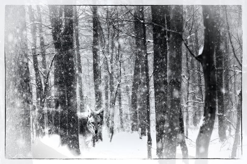 Dornhazs_Ellen_InTheWoods