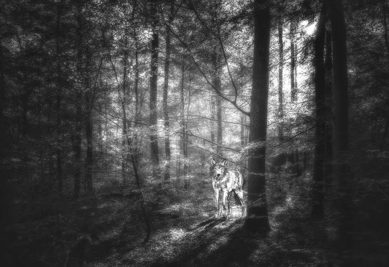 Wald in Wachtberg 005c 2a