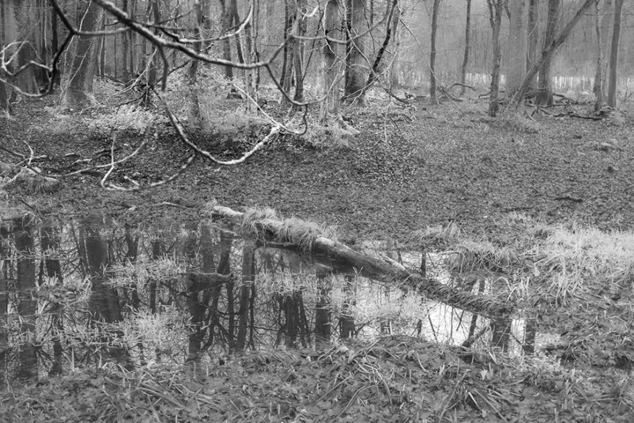 Walöd Villiprott 086-a