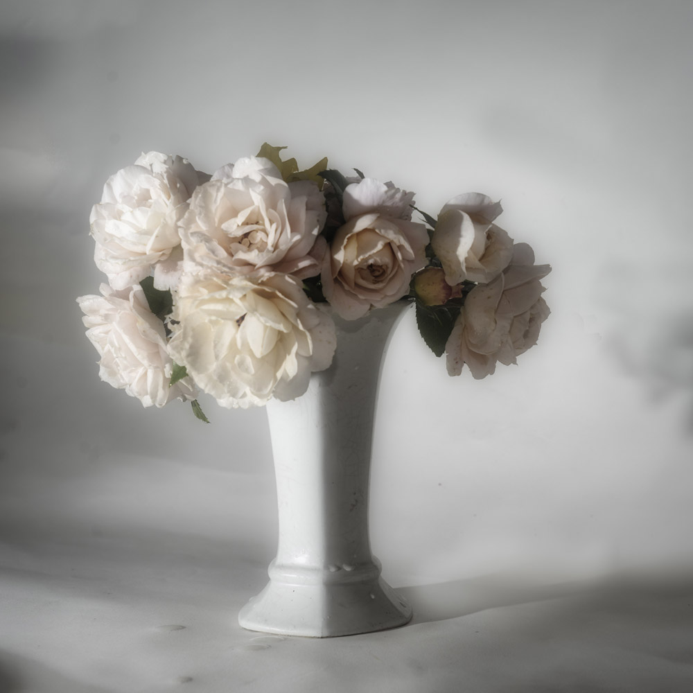 Klatschmohn